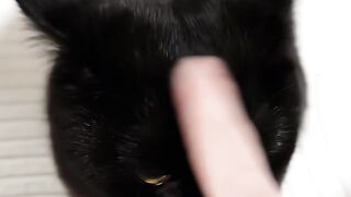 Catss