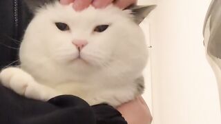 Catss