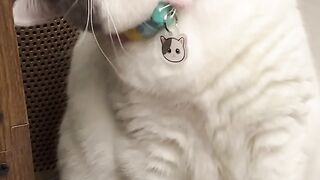 Catss