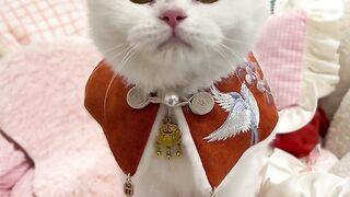 Catts