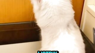 saat kucing kena listrik, apakah mati