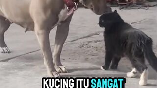 Cat vs Dog