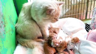 Kittens Calling For Mom - Cute Kittens - Cat Sounds