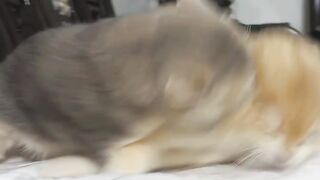 Catts