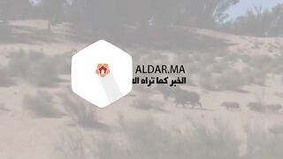 حب غير مألوفة... النمر بري يلاحقاً رجلاً