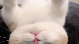 Catss