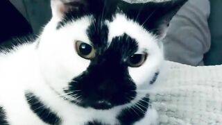 Catss