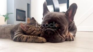 Close up of cat and dog on fireplace background, cute spotted cat licking french bulldog puppy, friendship between cat and dog, video