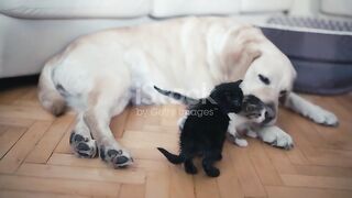 Lovely Labrador Taking Care For Kittens 4K Stock Video - Download Video Clip Now - 4K Resolution, Animal, Animal Body Part - iStock