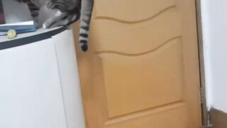 تربية القطط في المنزل