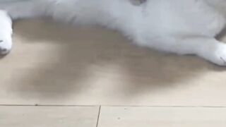 اللمسة اللطيفة: علم الأطفال مداعبة القطة برفق وتجنب