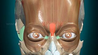 Sinus