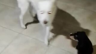 Pai e filhos brincando