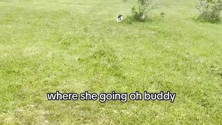 She went fot a bird ???? #cats #catsoftiktok