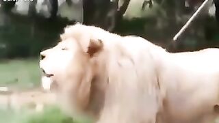 Viral video