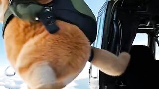 Funny cat core