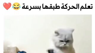المرح - ستكون القطة الصغيرة السعيدة نشطة، وتطارد