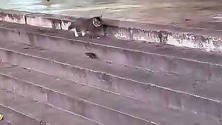 This cat climbing the stairs is the funniest thing you'll see today.