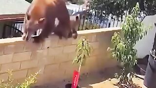 OsO vs Perro..cuidando al perro