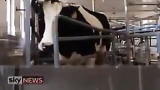 Cow that Produce Human Breast Milk