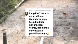 Ingin jadi usaha pokok, berapa jumlah tebar bibit lele dan jumlah kolamnya