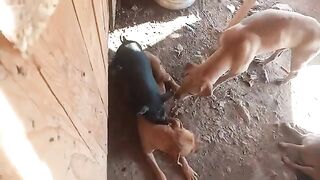 Mother Dog & Black Kids