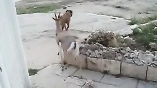 Friendly Deer & Dog