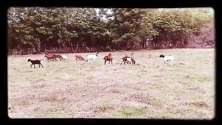 Goats Playing