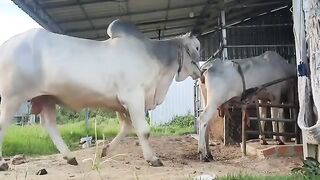White Big Bull