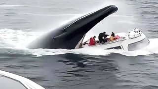 BALLENA TRAGA BARCO y PEOPLE#viral#viral