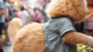 the Hardworking Kitten’s Sweet Reward  A Heartwarming Story #aivideo #funny #wildlifeentertainmen