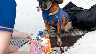 PERRO NEGOCIANTE#NO CONFUNDAS????????