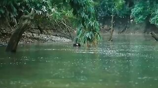 A big snake attacks people in the forest