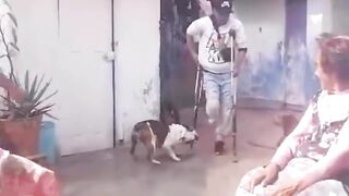 Perros inquietos#XD#caidas