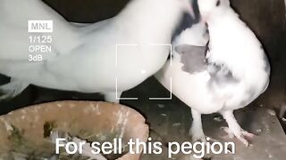 Pegion for sell