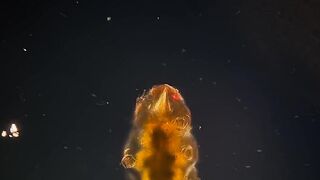 These microscopic animals are known for their extreme resilience to harsh environmental conditions.
