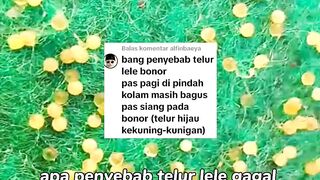 Penyebab telur lele gagal menetas (BONOR) padahal pagi terlihat bagus