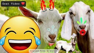 Goat Video _❤️???? goats funny videos ????_ Cute Goats _ funny goat videos screaming - Animal videos