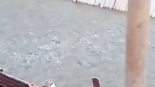 Jam 12 siang waktunya ngasih makan ikan lele