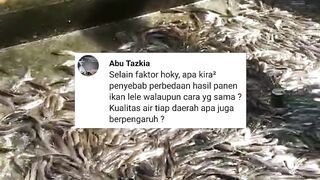 Apa yang membedakan hasil panen ikan lele, padahal cara budidaya nya sama