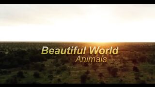 Wild animals