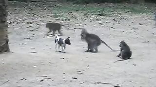 Puppy Playing With Monkeys