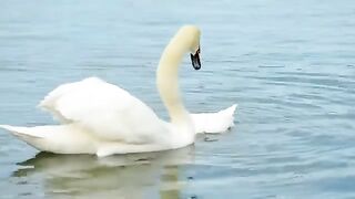 Big Nice White Swans