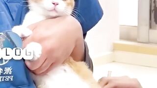 Funny cats
