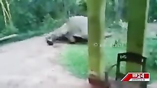 Elephant accident