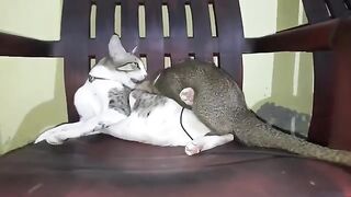 Cat Vs Mongoose