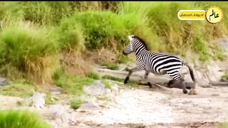 Animal world