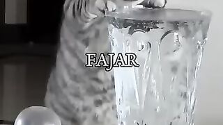 funny cats