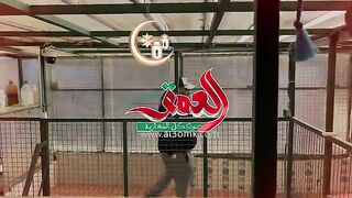 شاب شغوف بتربية الدمان