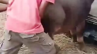 click here Bufaloo modol